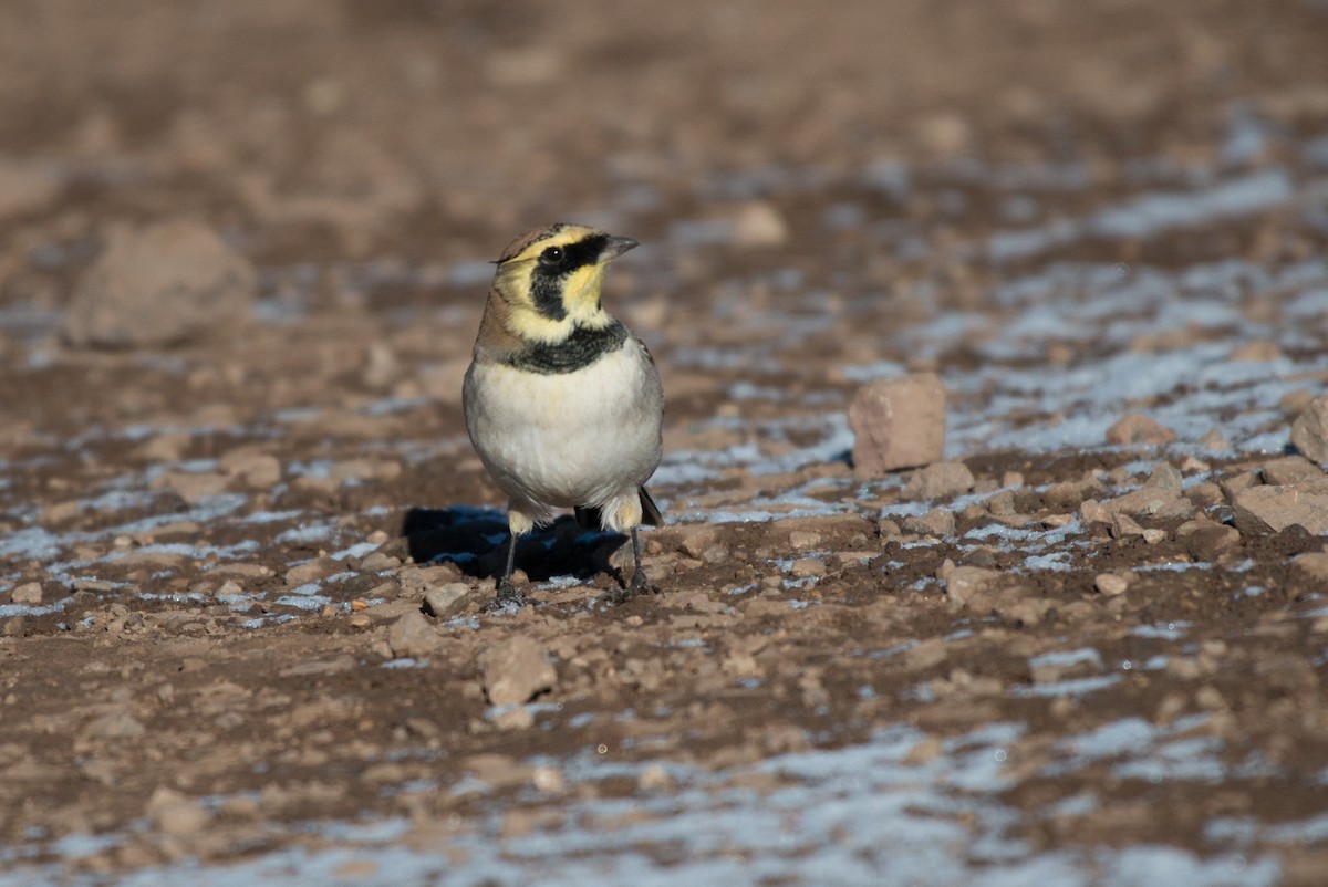 Horned Lark (Atlas) - ML43010491