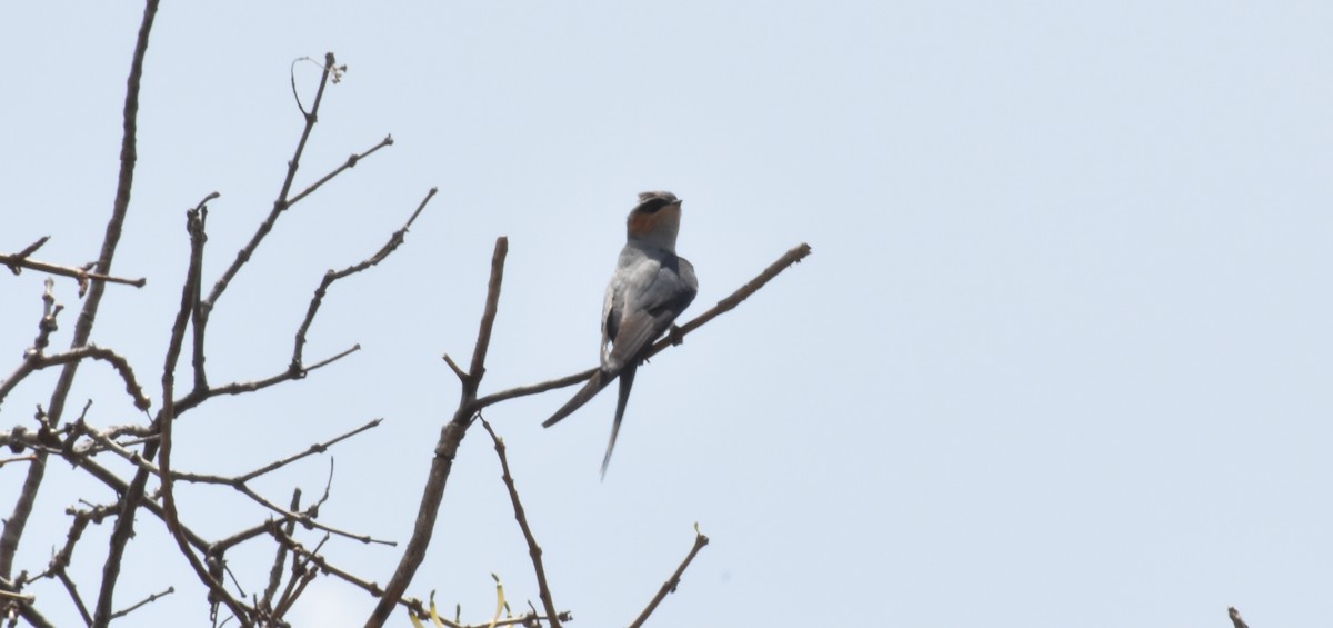 Crested Treeswift - ML430104961