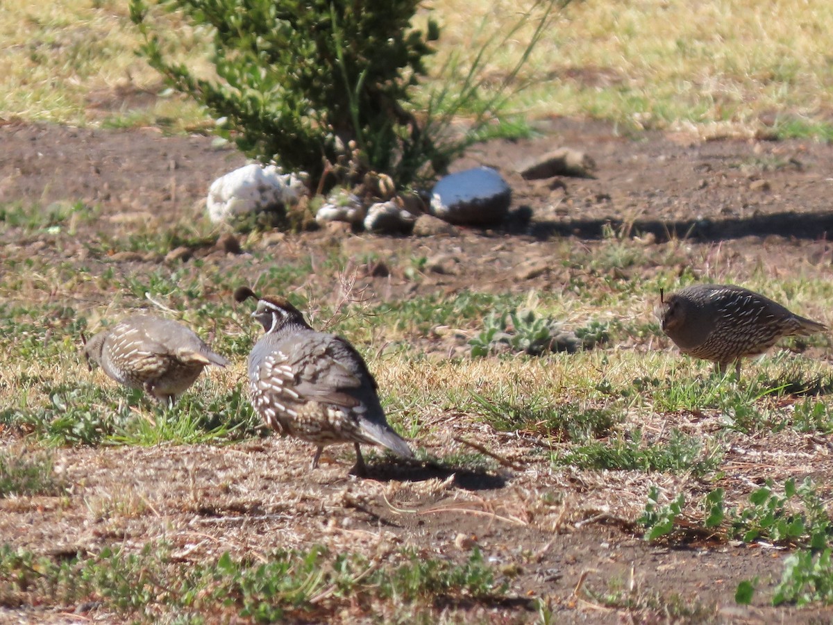 California Quail - ML430105341