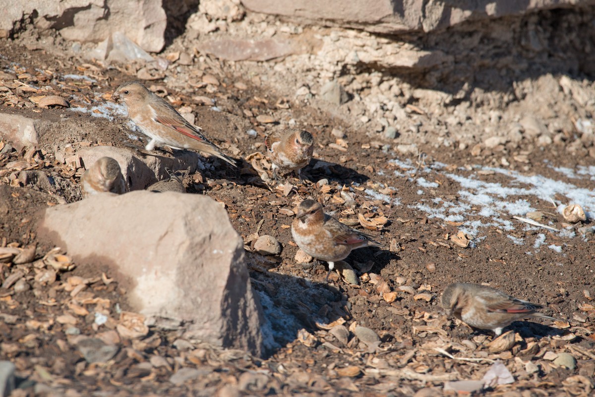 Crimson-winged Finch (African) - ML43010631