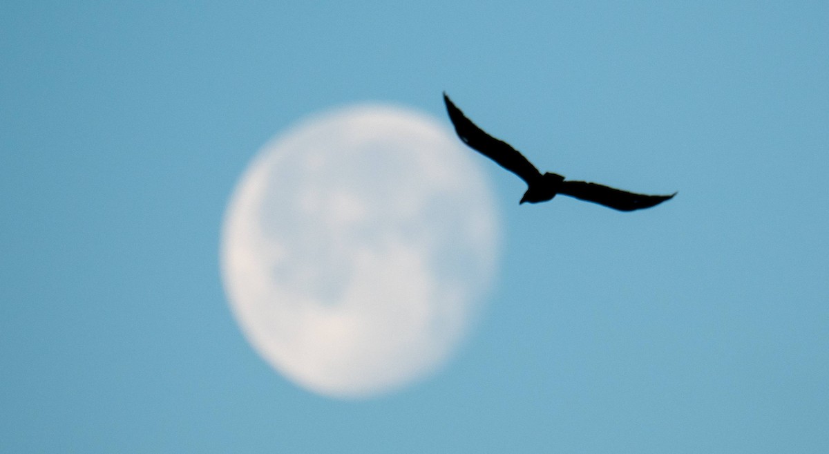 crow sp. - ML430106371