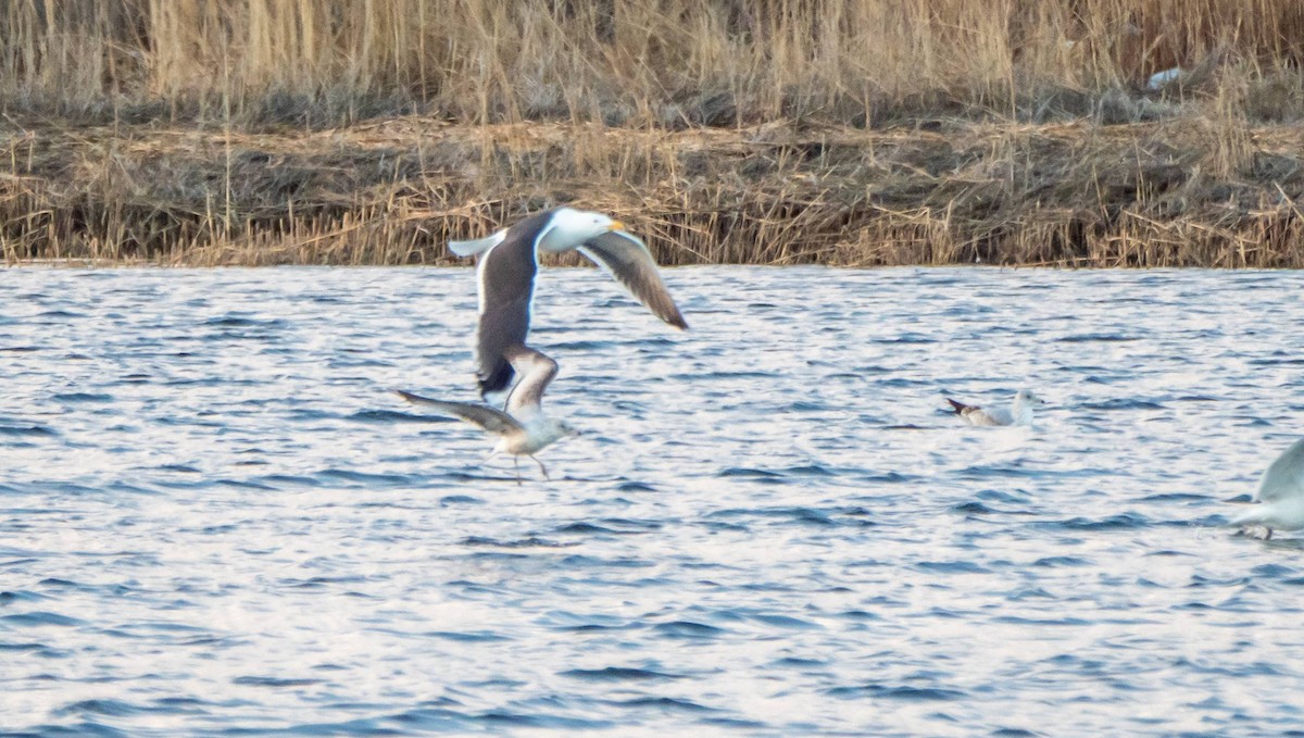 Great Black-backed Gull - Matt M.