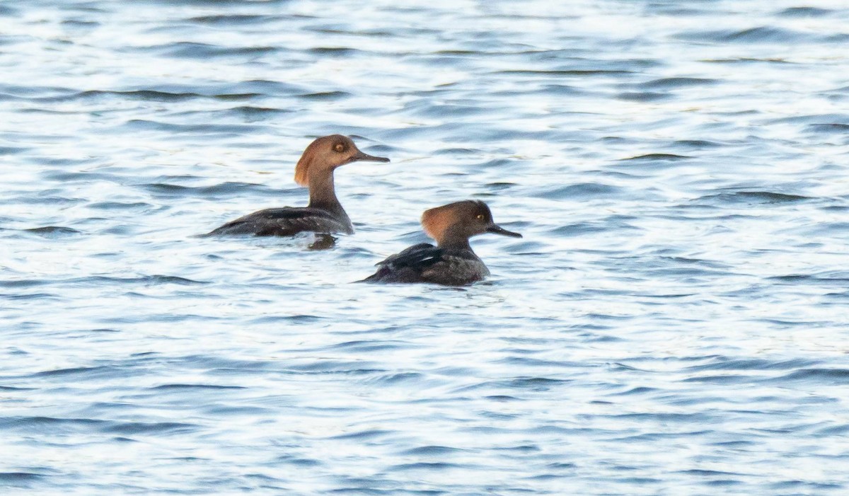 Hooded Merganser - ML430107011