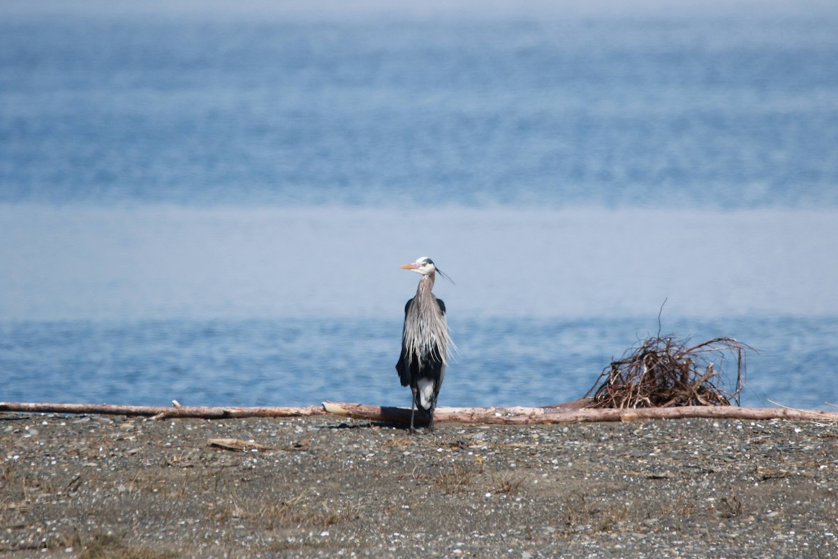 Great Blue Heron - ML430107541