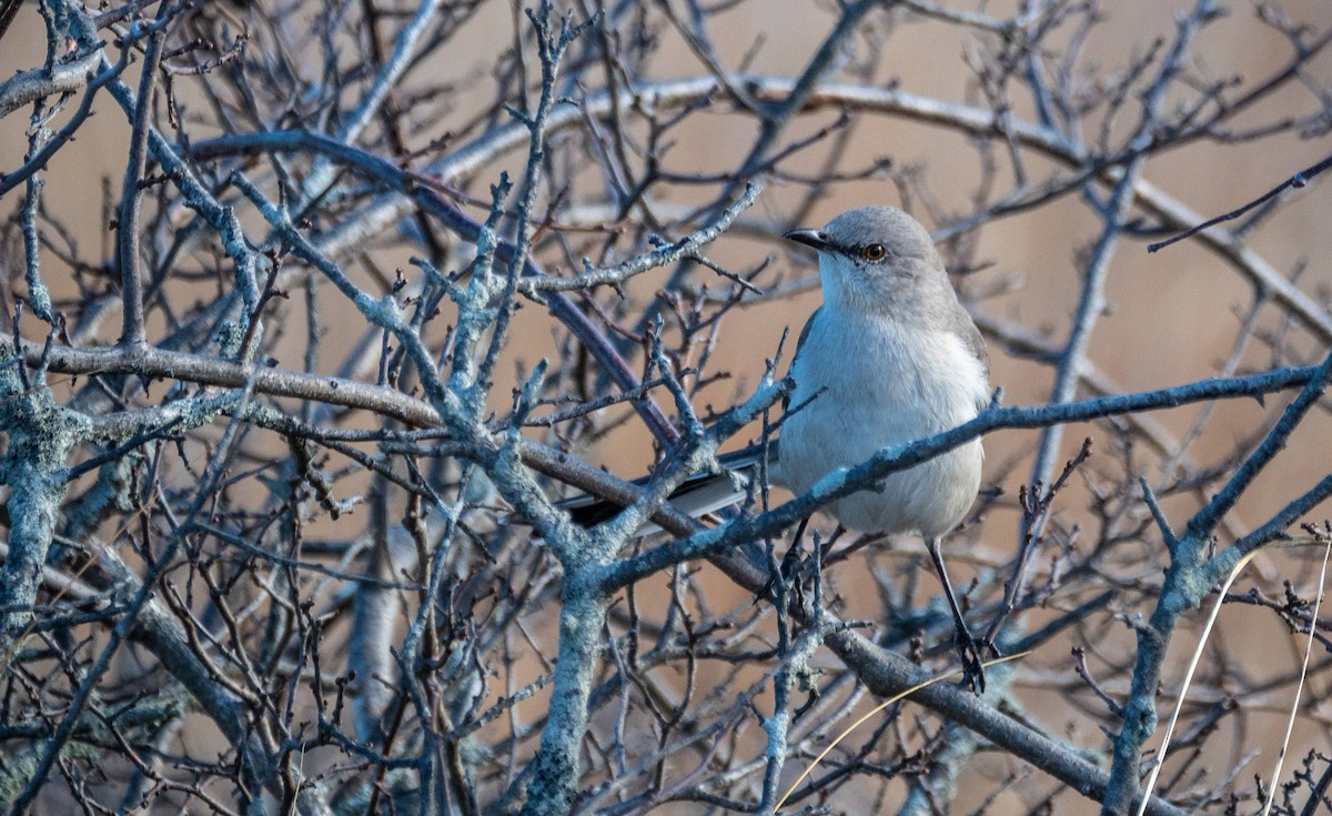 Northern Mockingbird - ML430108531