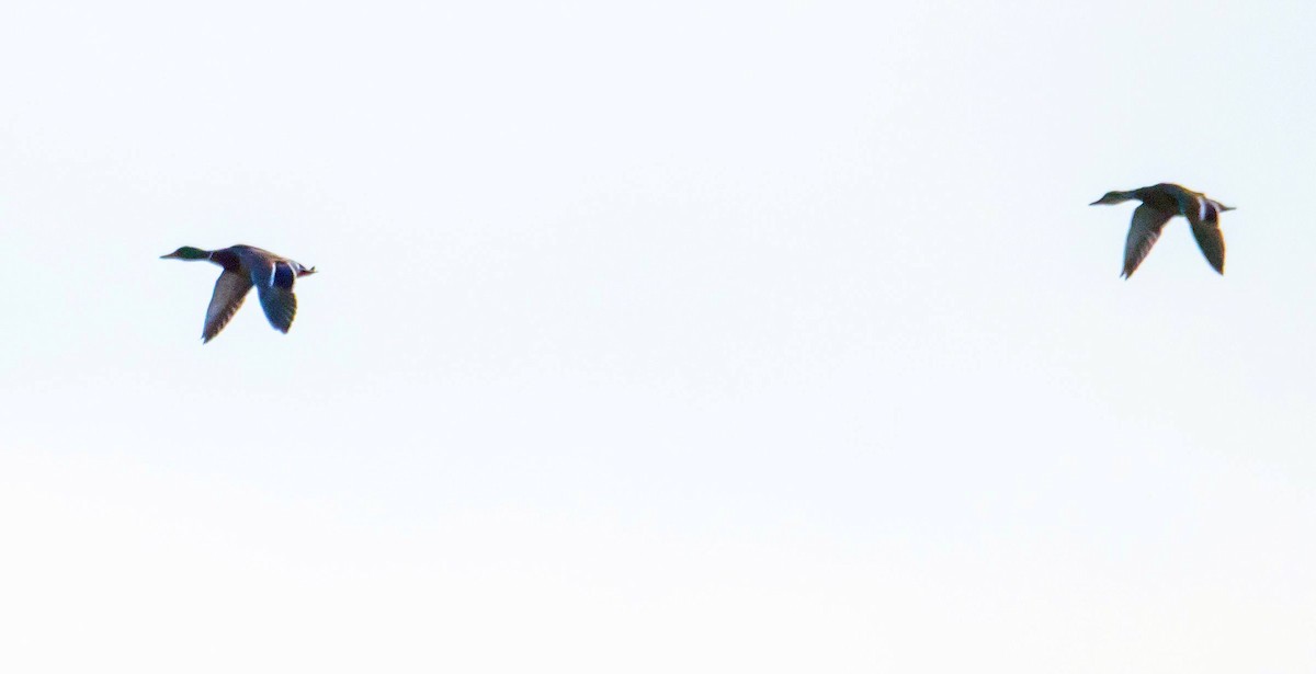 Stockente - ML430108861