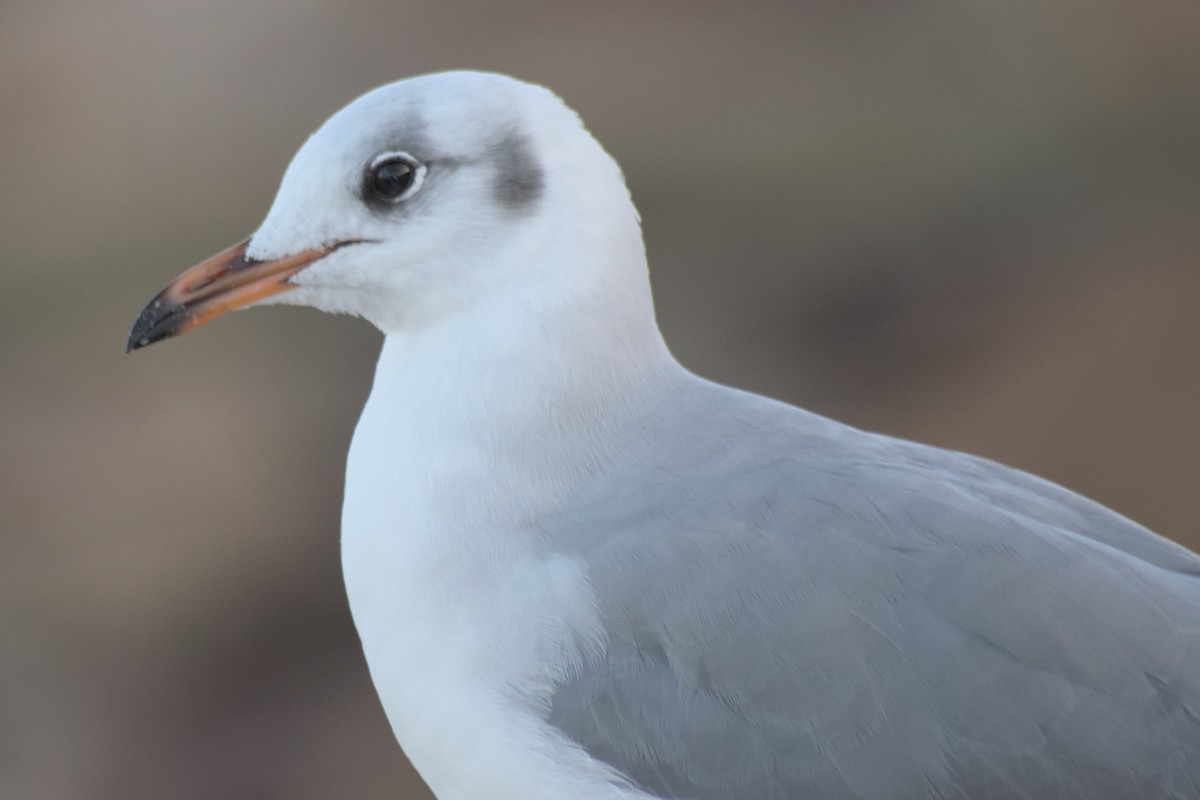 Gaviota Plateada Surafricana - ML430109511