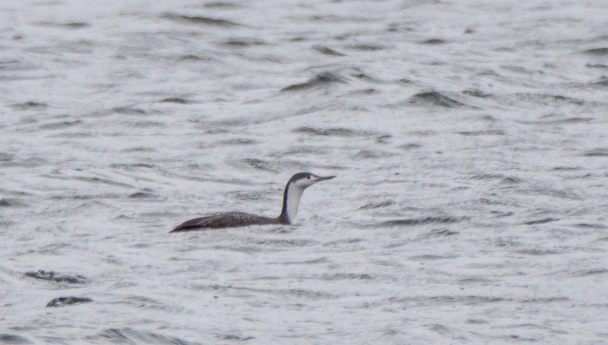 Red-throated Loon - ML430111441