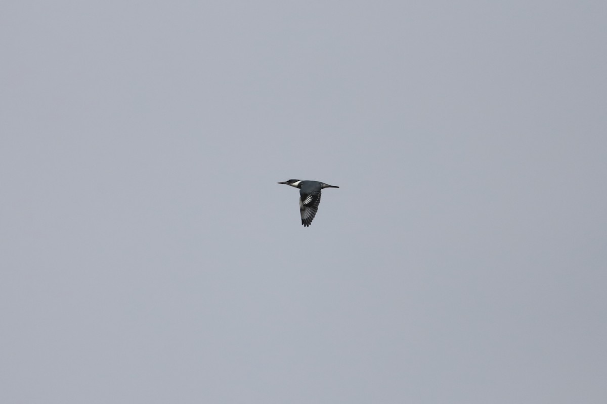 Belted Kingfisher - ML430111731
