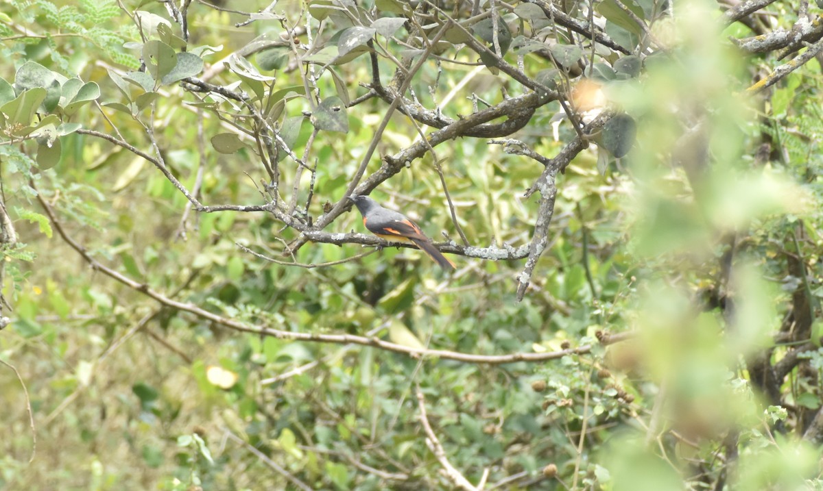 Small Minivet - ML430112581