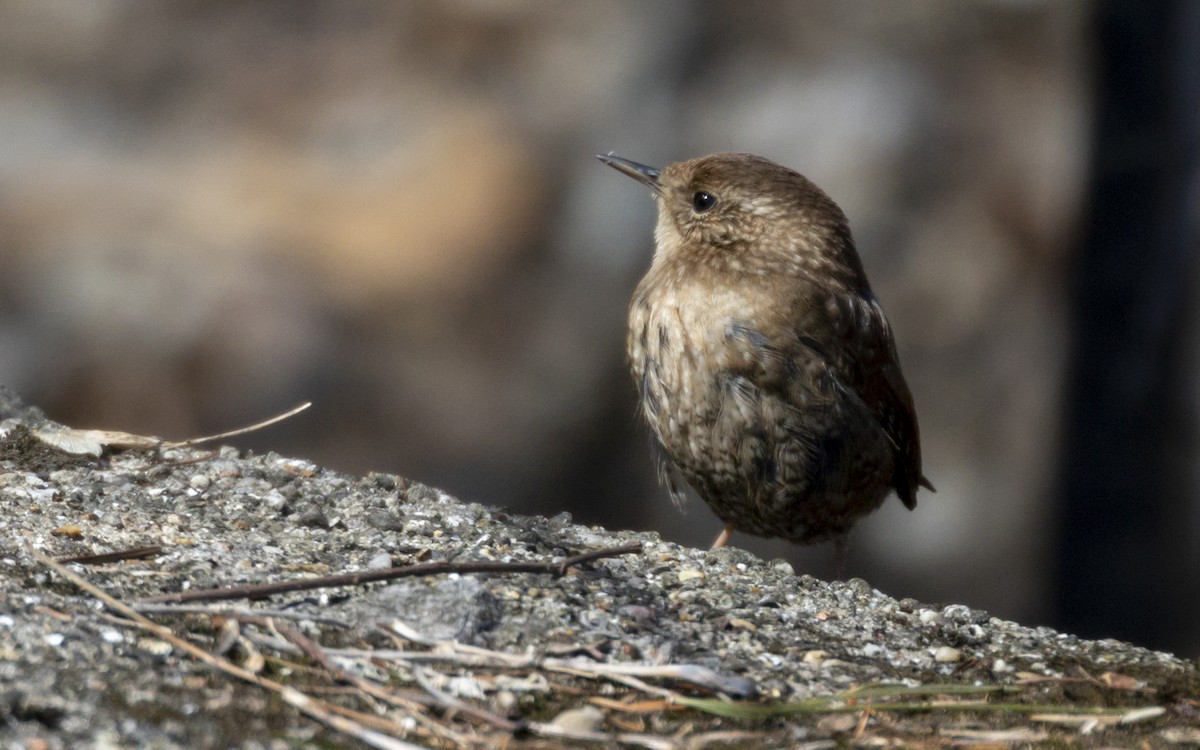 Winter Wren - ML430112791