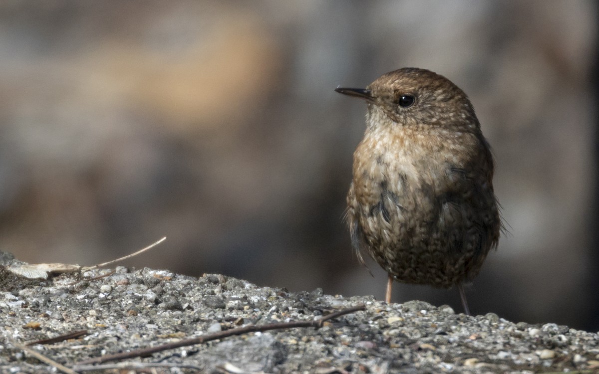 Winter Wren - ML430112801