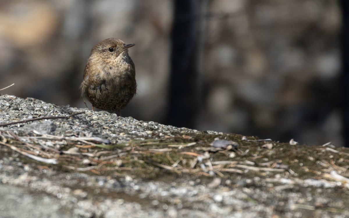 Winter Wren - ML430112811