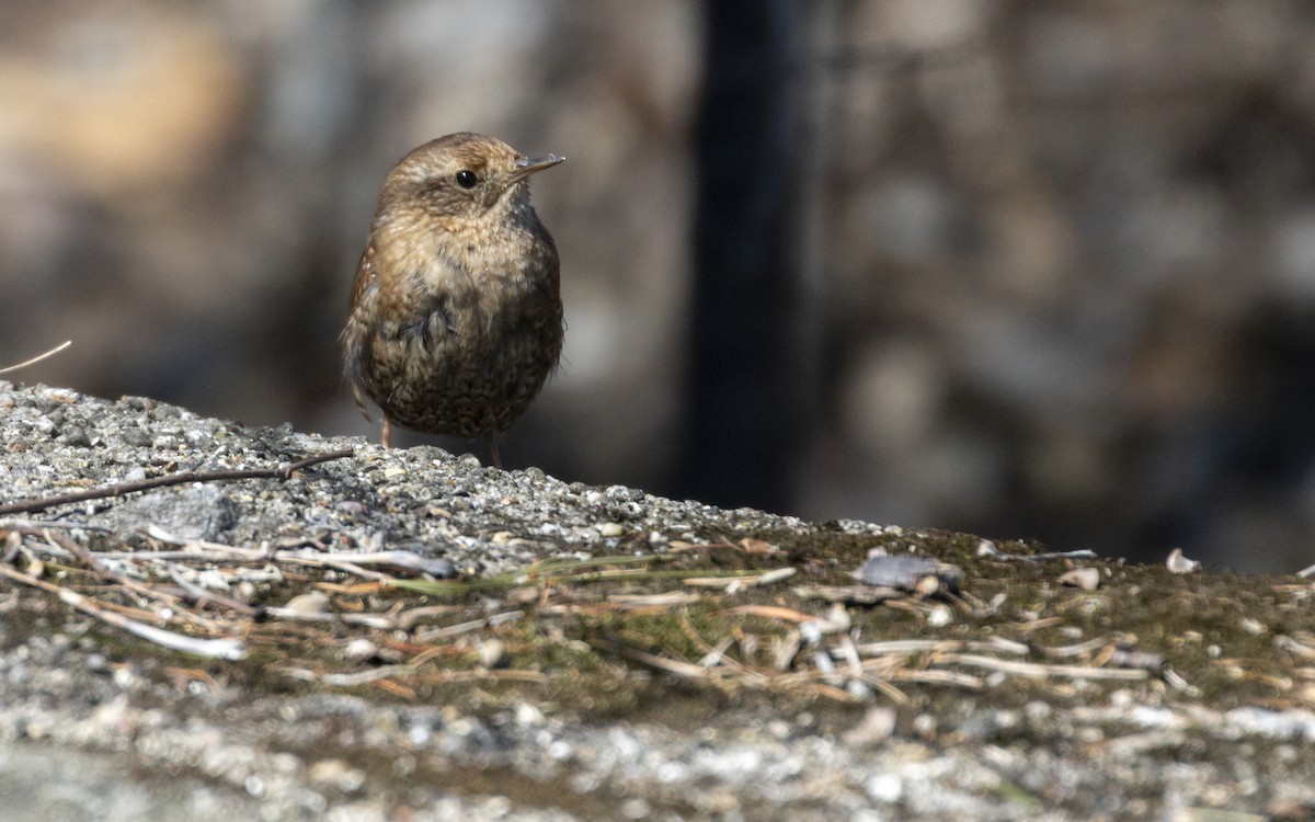 Winter Wren - ML430112831