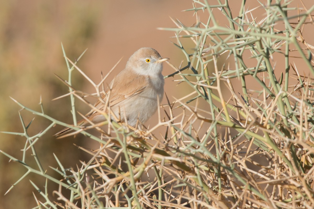 African Desert Warbler - John C. Mittermeier
