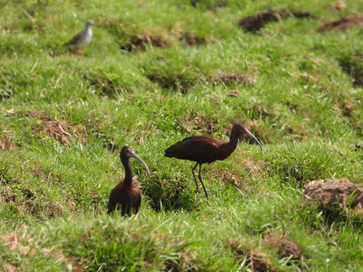 ibis americký - ML430114431