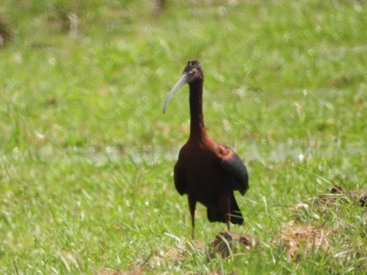 ibis americký - ML430114481