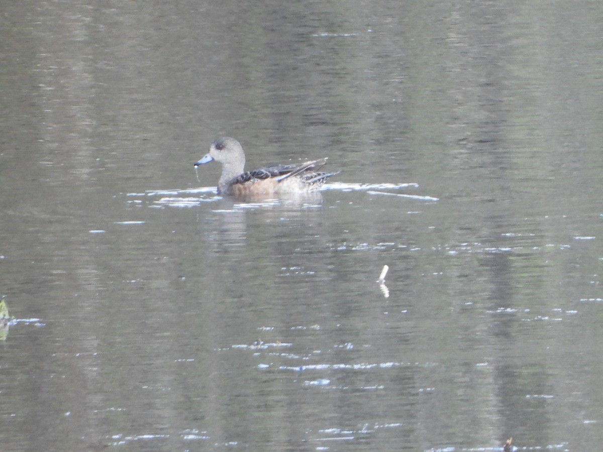 American Wigeon - ML430115151