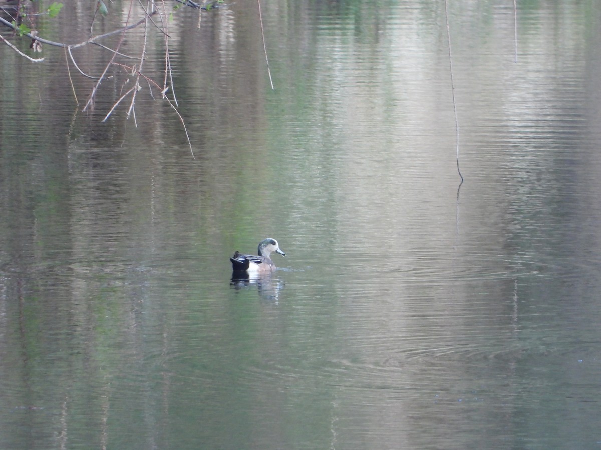 American Wigeon - ML430115161