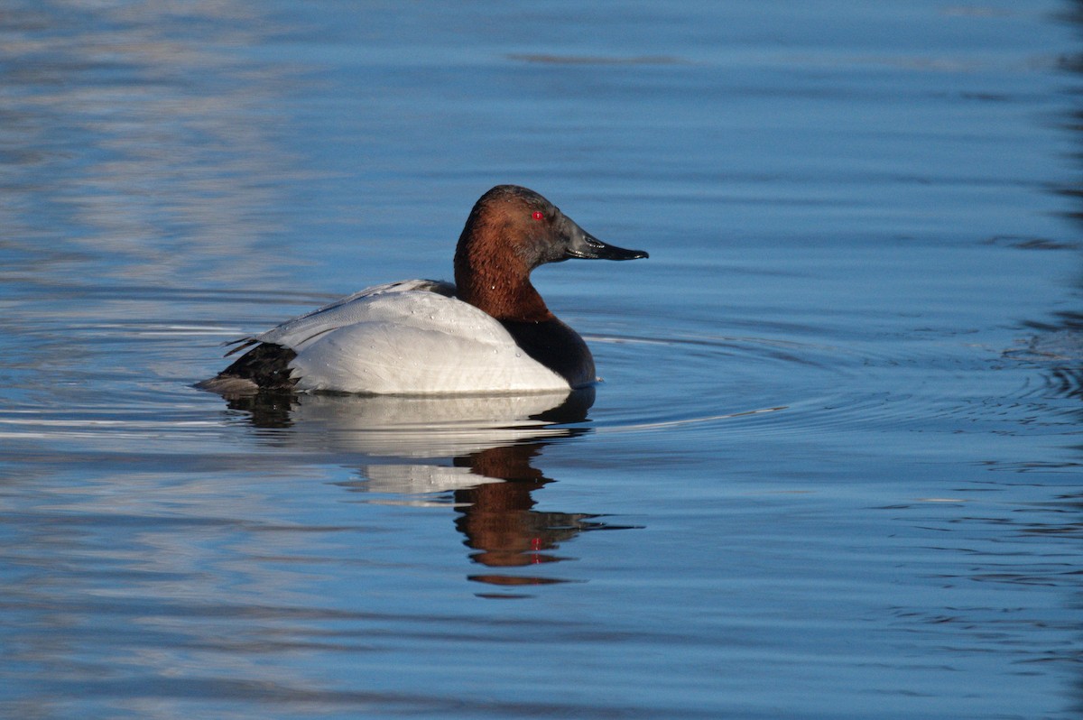 Canvasback - ML430115191