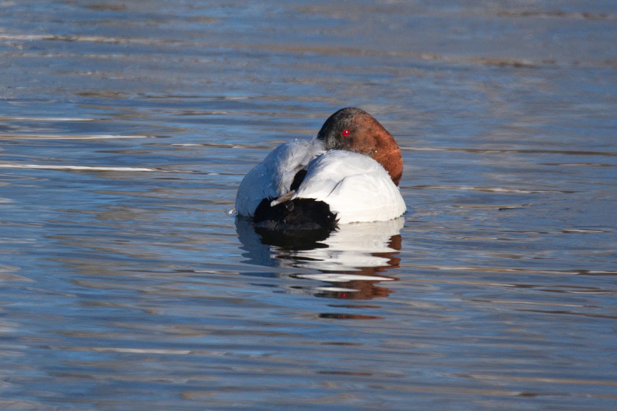 Canvasback - ML430115491