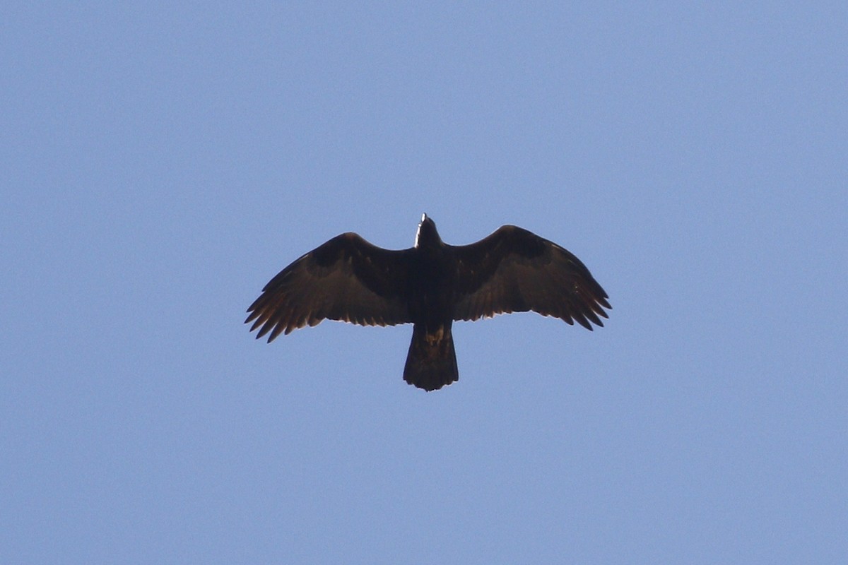 Golden Eagle - Anonymous