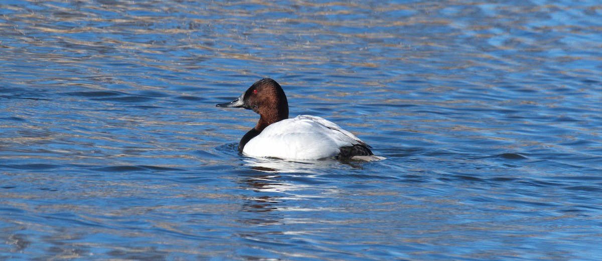 Canvasback - ML430116751