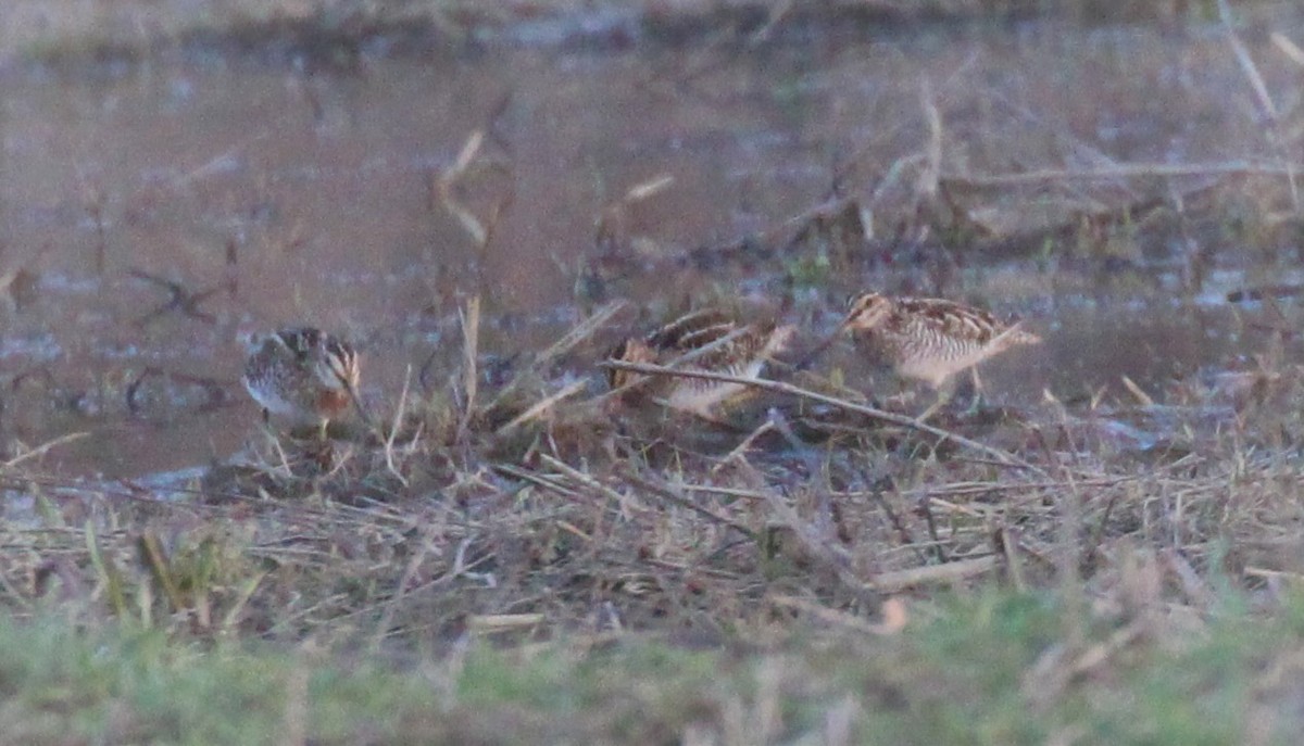 Wilson's Snipe - Theresa Gessing