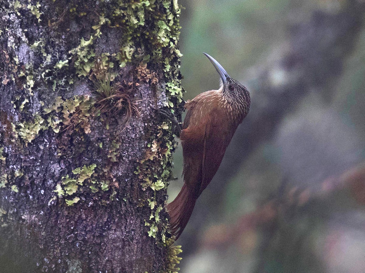Strong-billed Woodcreeper