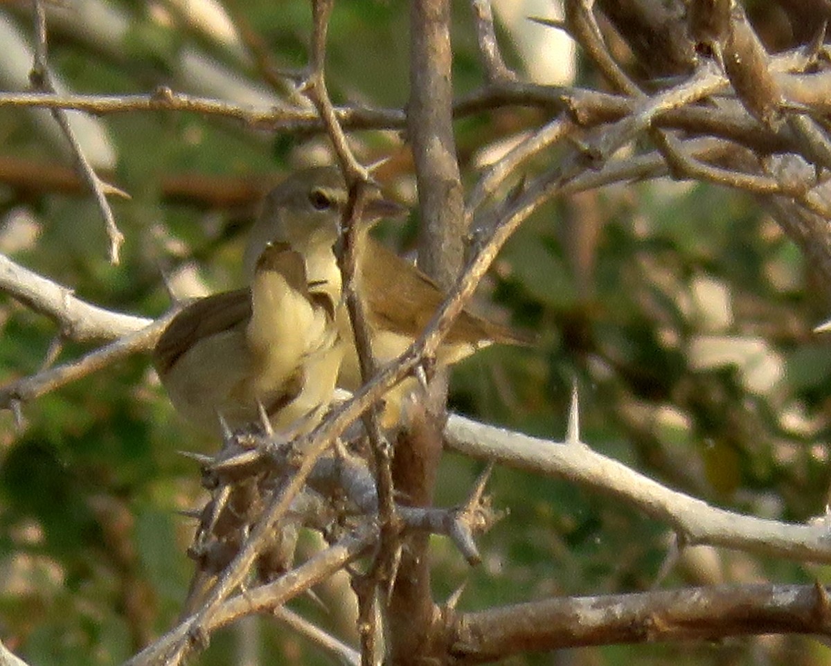 Blyth's Reed Warbler - ML430119511