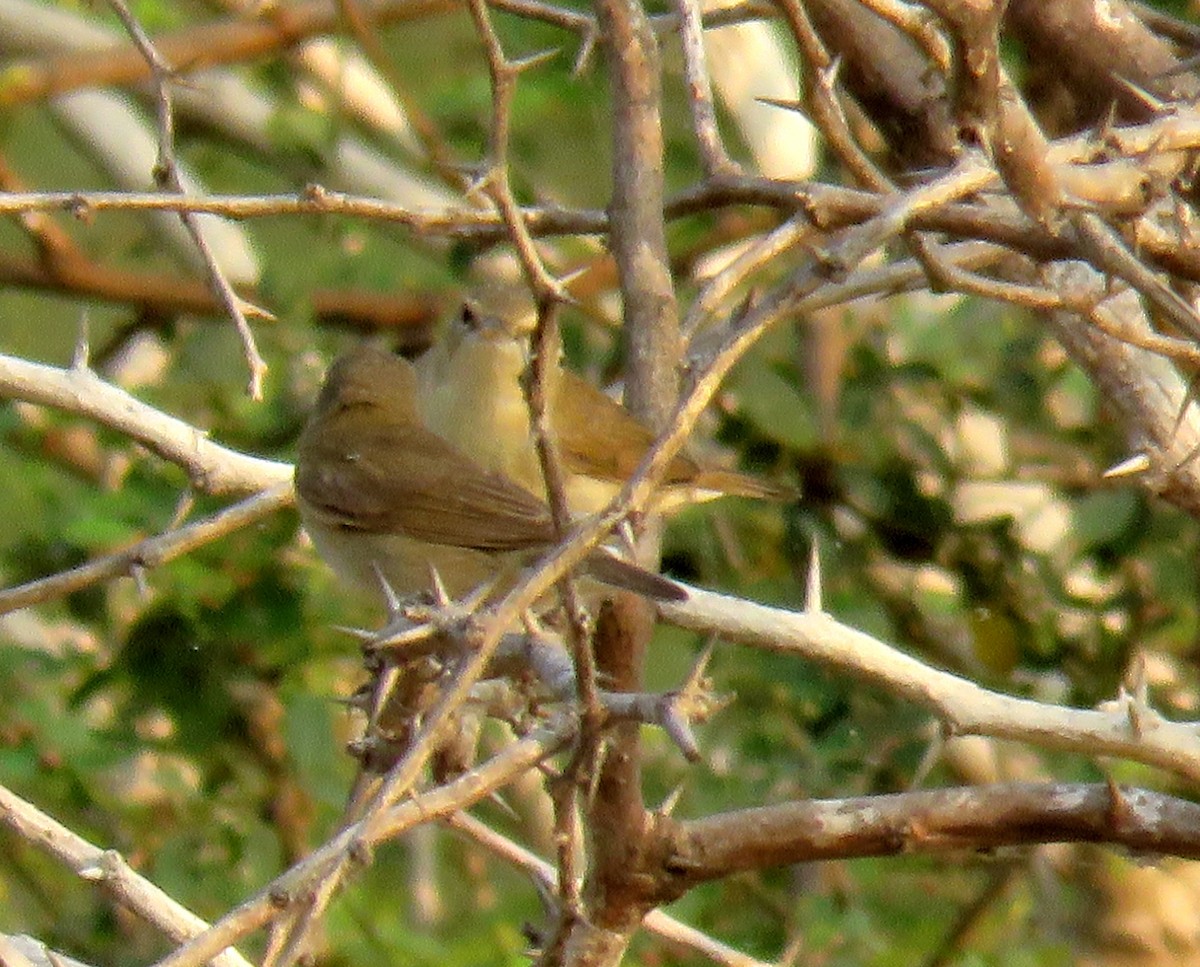 Blyth's Reed Warbler - ML430119521