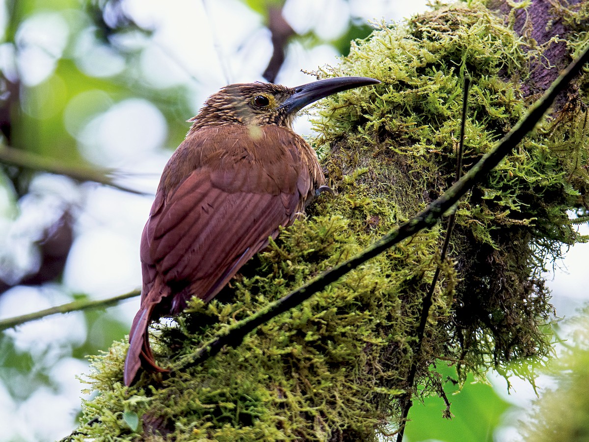 Strong-billed Woodcreeper