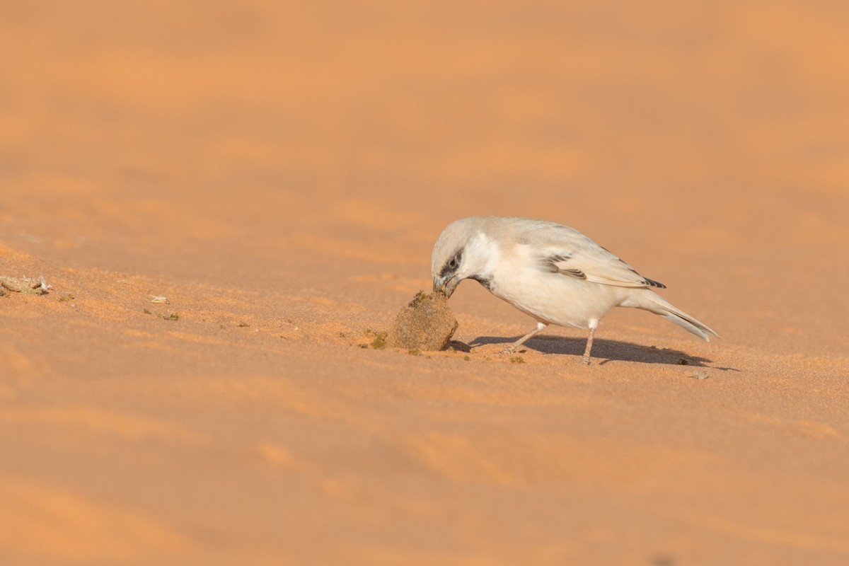 Desert Sparrow - John C. Mittermeier