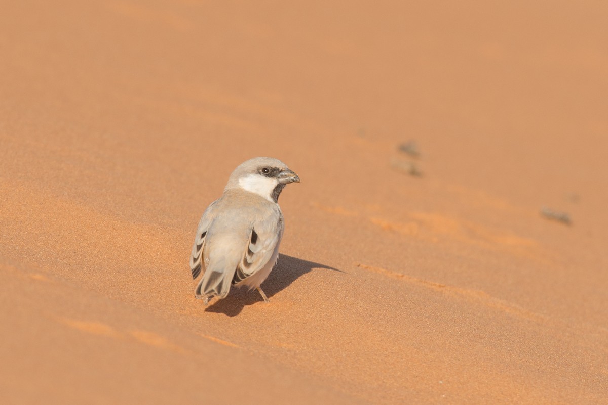 Desert Sparrow - John C. Mittermeier