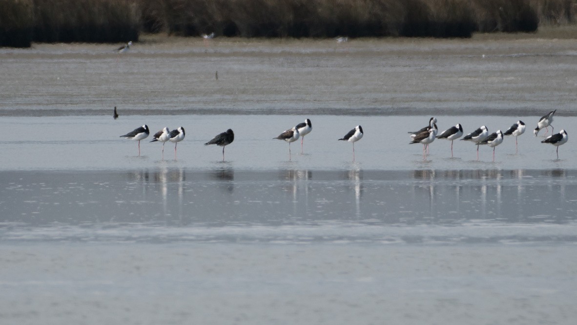 Black Stilt - ML430120841