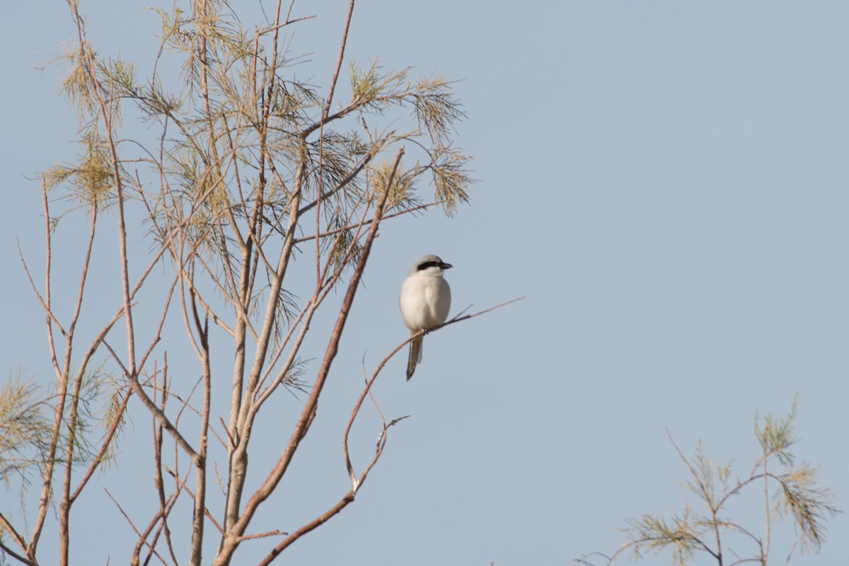 Great Gray Shrike (Sahara) - John C. Mittermeier