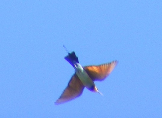 Rainbow Bee-eater - Bernadette Mullaney