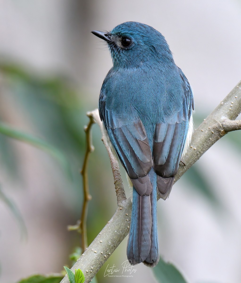 Turquoise Flycatcher - Allan Barredo