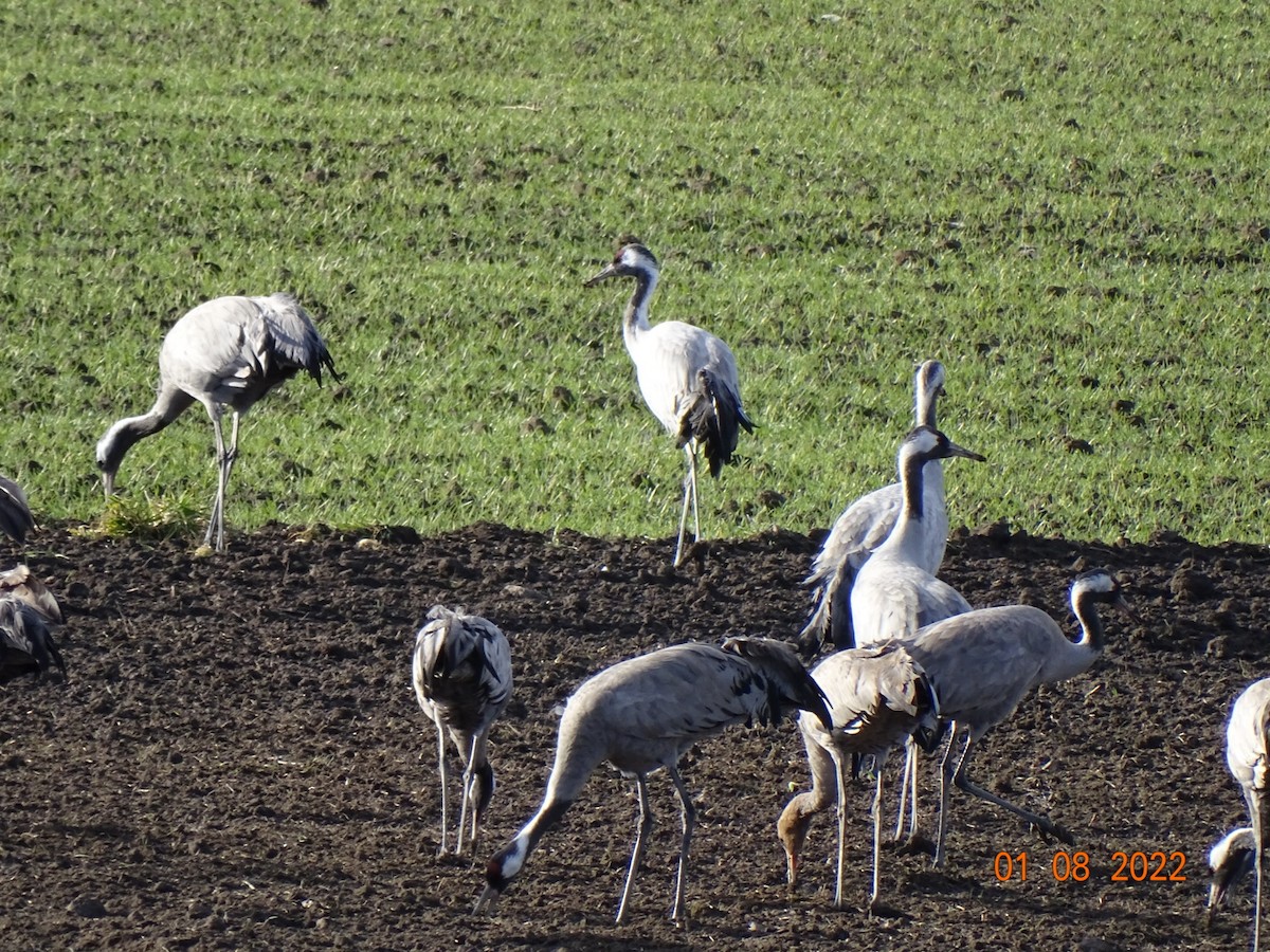 Grulla Común - ML430127171