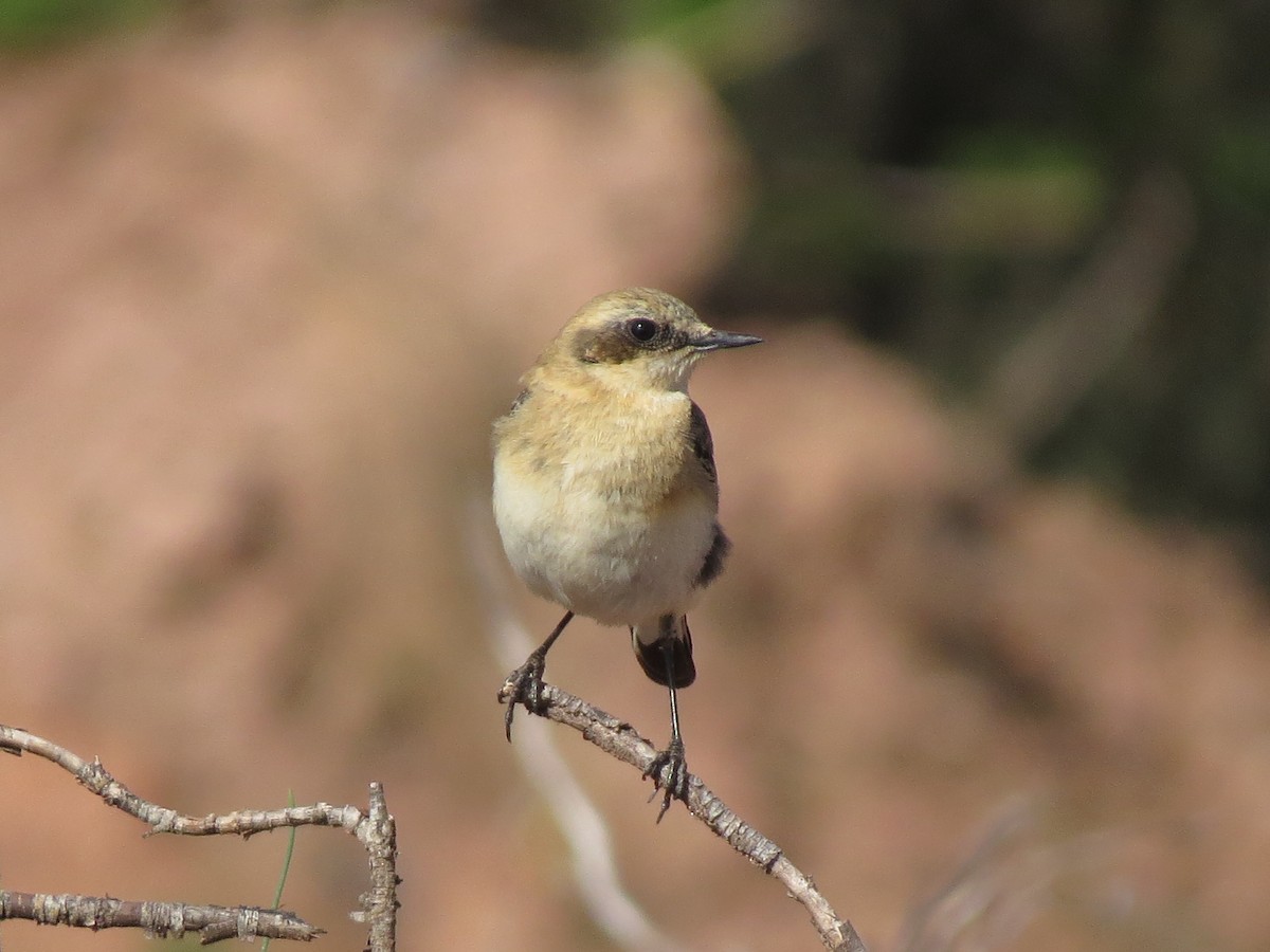 Western Black-eared Wheatear - ML430130511
