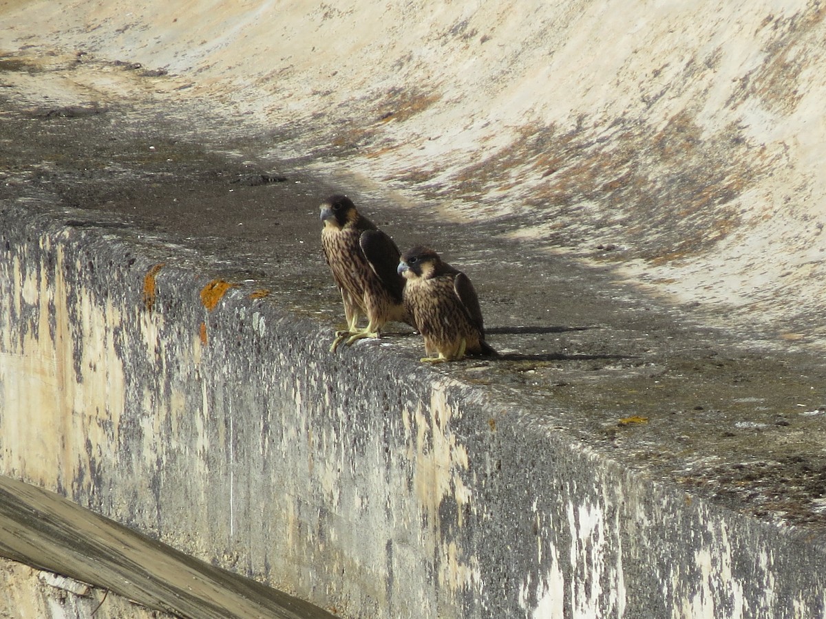 Peregrine Falcon - ML430131721