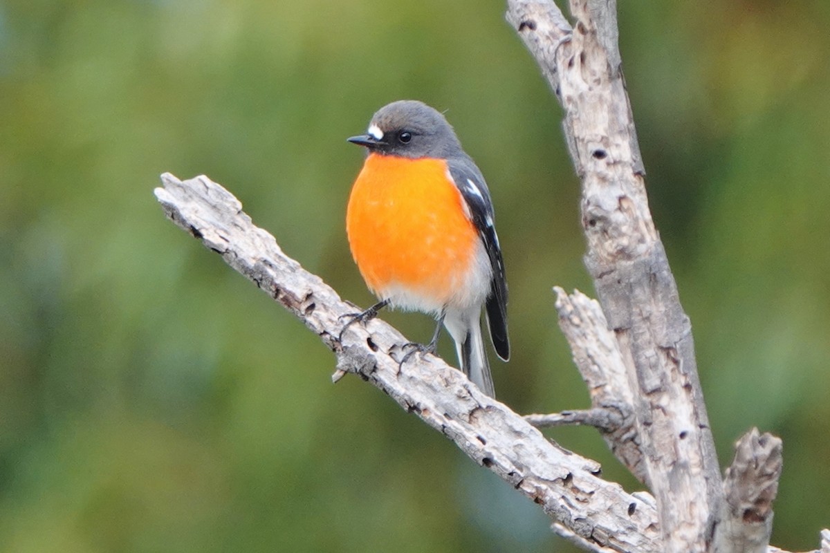 Flame Robin - ML430132411