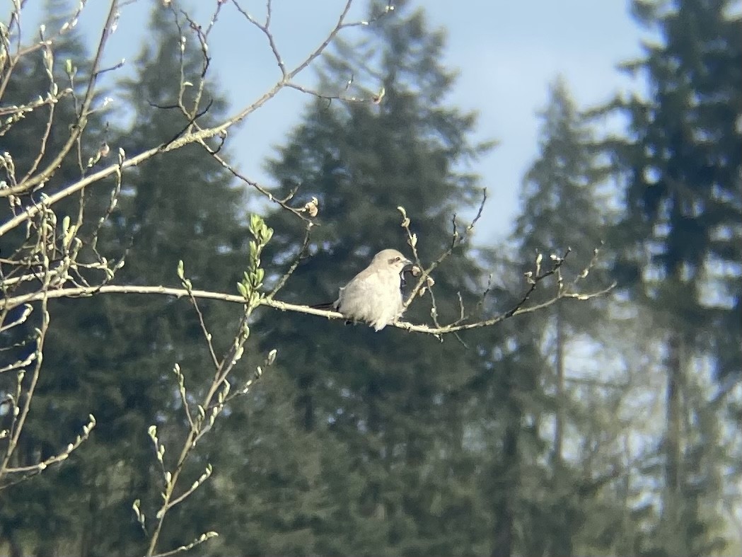 Northern Shrike - Ruth Meyer