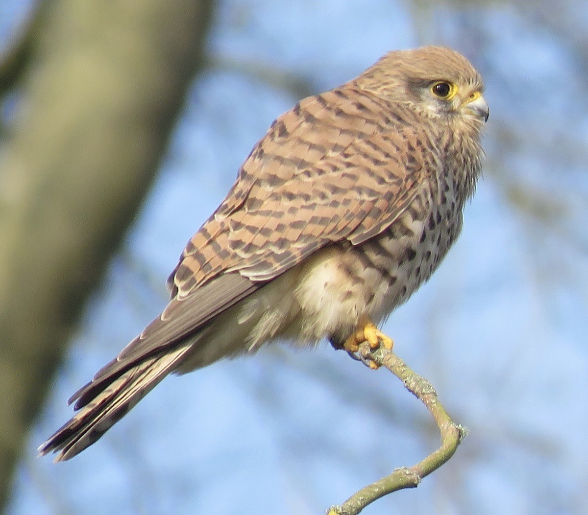 Eurasian Kestrel - ML430132721