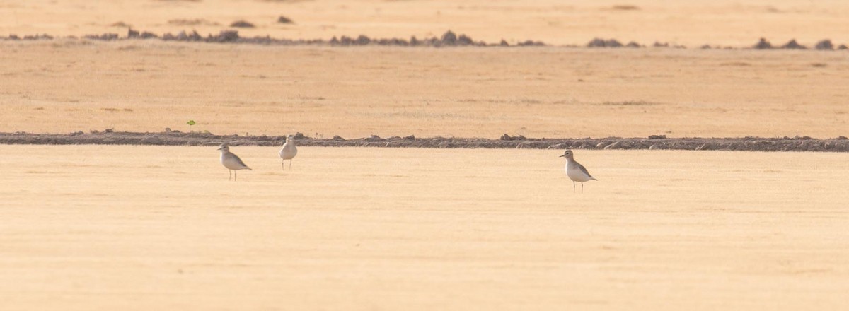 Chorlito Llanero - ML43013441