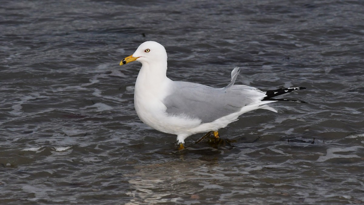 Ring-billed Gull - ML430134661