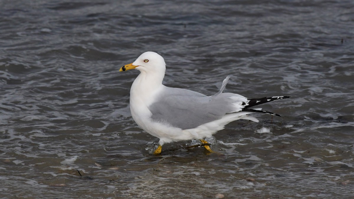 Ring-billed Gull - ML430134671