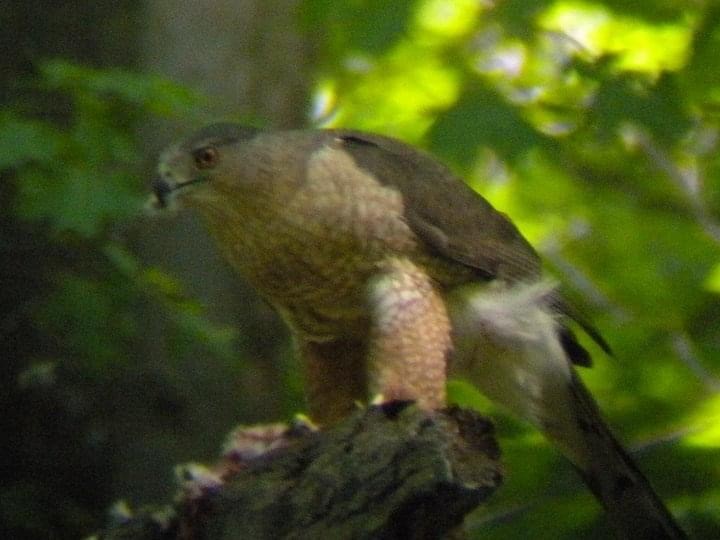 Cooper's Hawk - ML430135211