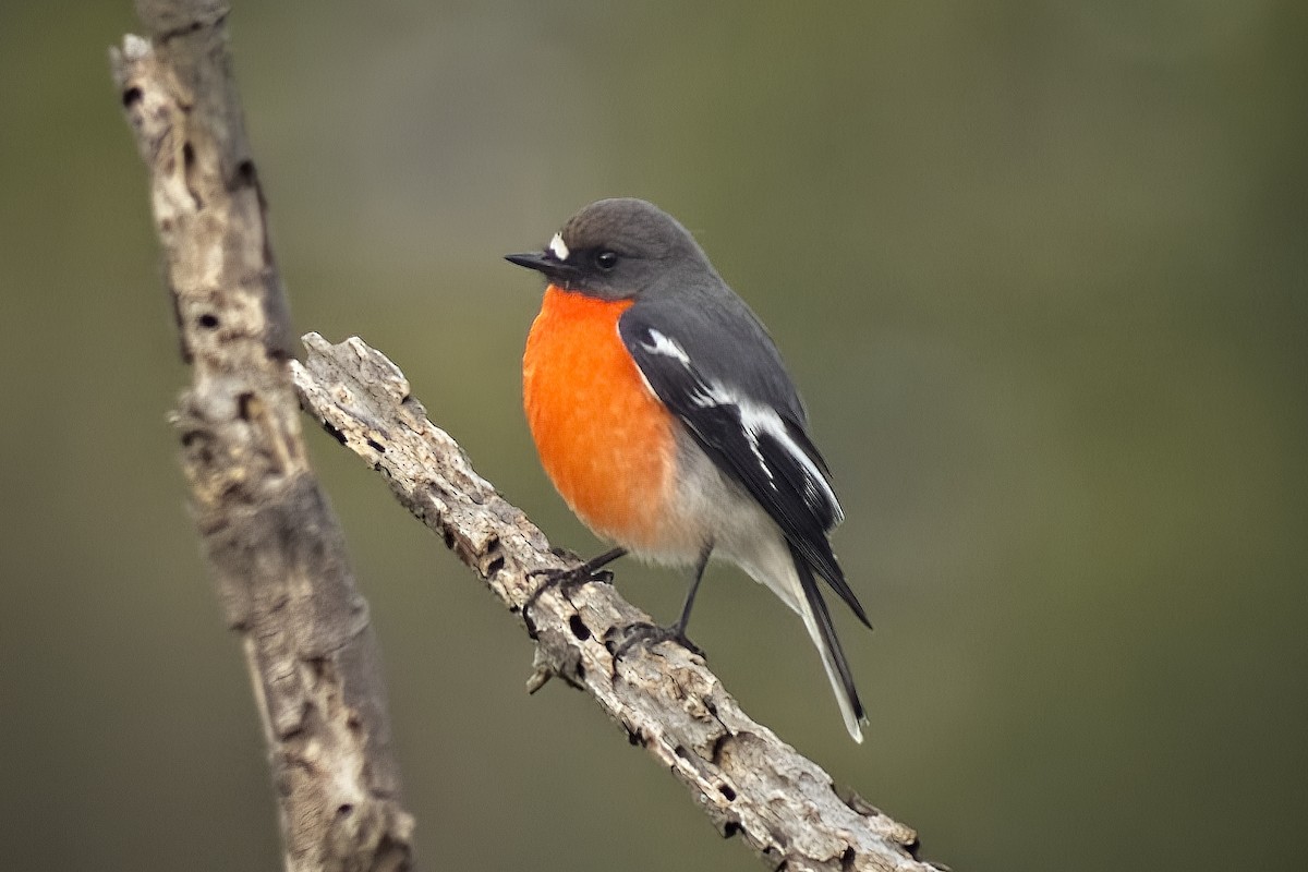 Flame Robin - ML430136551