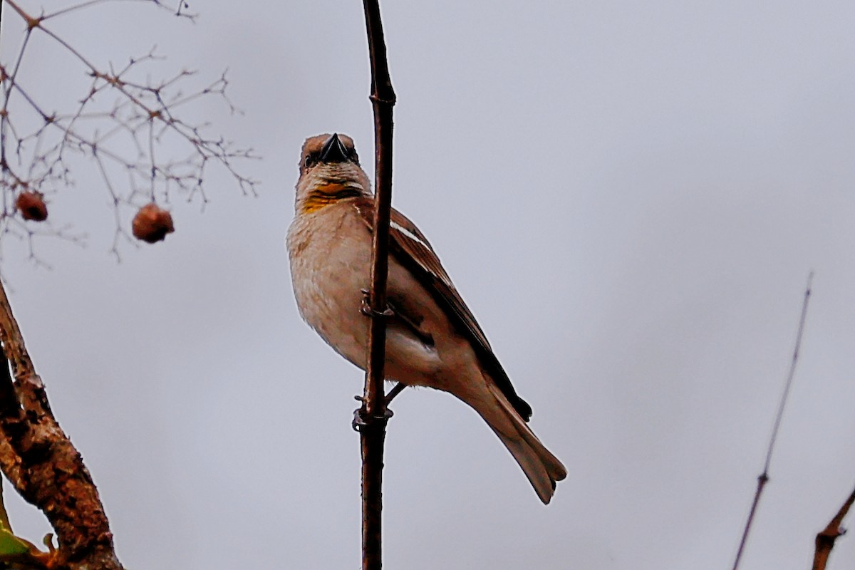 Yellow-throated Sparrow - ML430137021